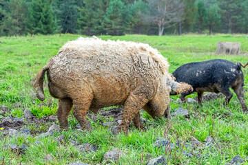 Mangalica Hungarian breed of domestic pig on farm grazing in mud and green grass