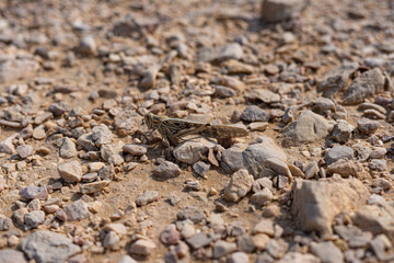 insects in the desert