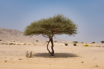 tree in the desert. desert plants