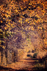 Malownicze jesienne alejki. Ciepły jesienny dzień na bezdrożach. Kolorowe liście. Październikowy las.  - obrazy, fototapety, plakaty