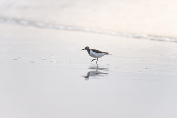 Small bird is walking on the beach.