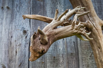 Dry tree root close-up in summer against the background of old boards of the barn wall