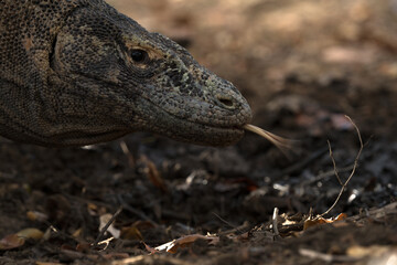 Komodo dragon portrait in Komodo national park indonesia