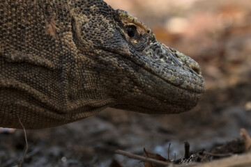 Komodo dragon portrait in Komodo national park indonesia