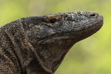 Fototapeta premium Komodo dragon portrait in Komodo national park indonesia