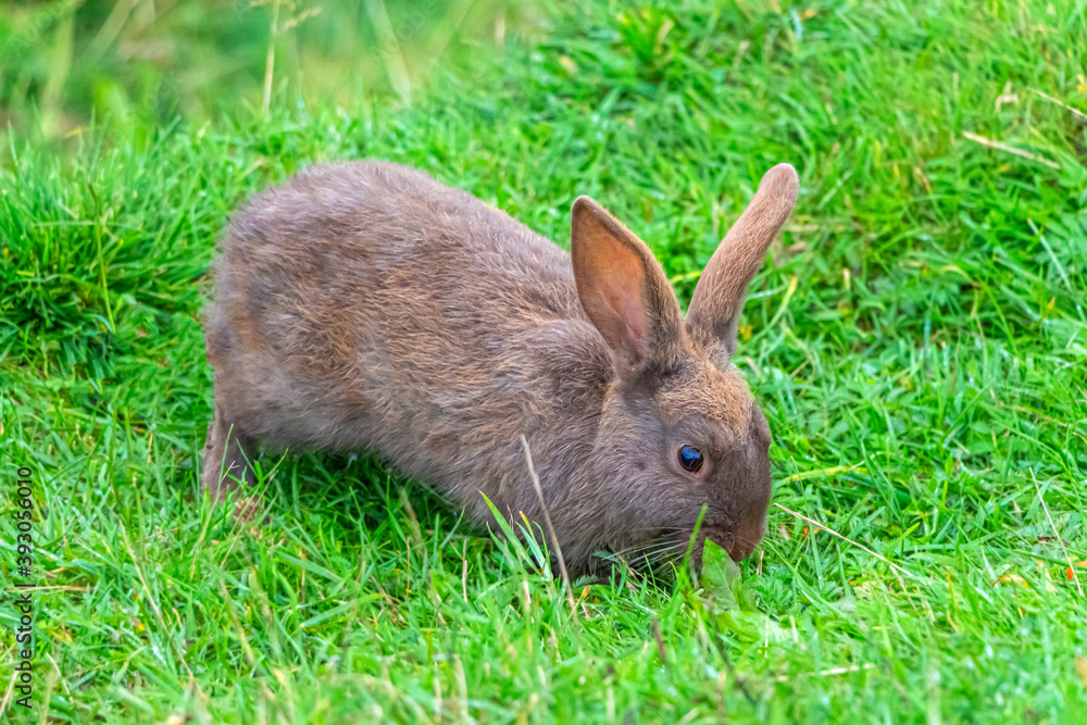 Wall mural One brown rabbit sitting in grass and feeds on carrots