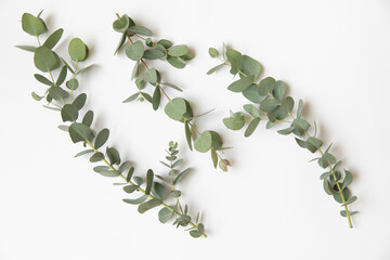 Green leaves of eucalyptus branches on a white background.