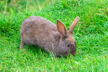 One brown rabbit sitting in grass and feeds on carrots