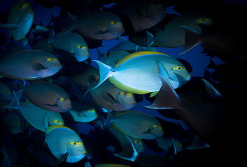 Fototapeta na wymiar School of blue surgeon fish in Komodo Indonesia