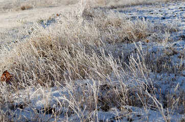 frosty grass in November closeup