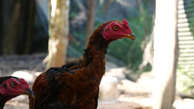 The elegant Burmese fighting cock 