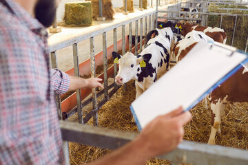 Male farmer monitors the breeding of calves on the farm and records the data about them.