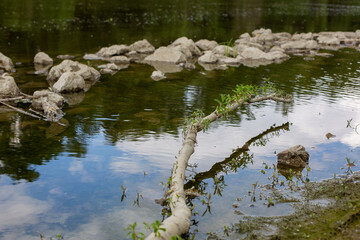 lake in the forest