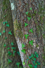 Spending time in forest, Nature therapy, therapeutic forest, Sant Cristòfol de les Fonts village, La Garrotxa region, La Garrotxa Natural Park, Girona Province, Catalonia, Spain