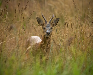 roe deer buck in the field
