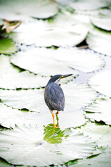 heron walking on lily