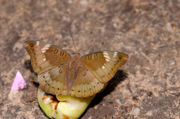 Close up butterfly drinking juice. fruit in the garden.