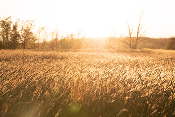 Grainfield at sunset with the sun behind it