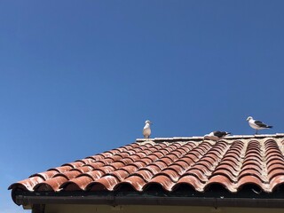 island seagulls rooftop
