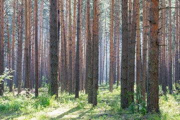 Pine forest. pine trunks on a summer day