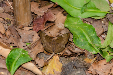 brown butterfly on brown leaf