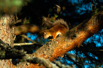 Cute red squirrel climbing