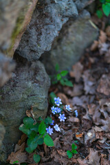 Spending time in forest, Nature therapy, therapeutic forest, Sant Cristòfol de les Fonts village, La Garrotxa region, La Garrotxa Natural Park, Girona Province, Catalonia, Spain