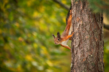 Naklejka na ściany i meble Cute red squirrel climbing