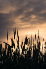 Closeup of the grainfield silhouette at sunset