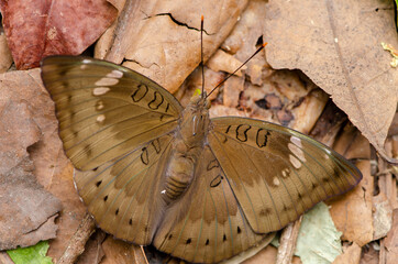 close up brown butterfly on brown leaf