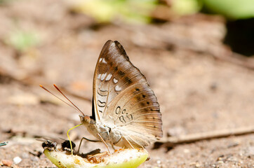 Butterfly eat rose apple fruit. That fell on the ground in Thailand