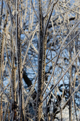 frost-covered rowan branches, tree closeup