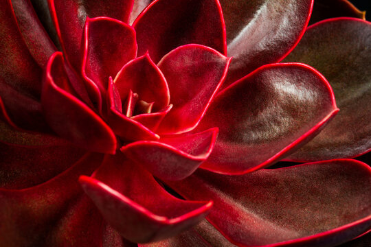 Portrait of magic red succulent echeveria