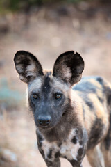 Wild dog 