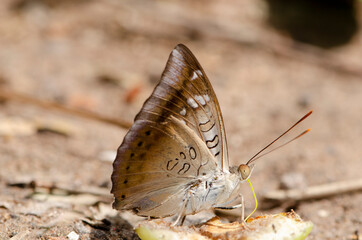 butterflies eat rose apple fruit. That fell on the ground in Thailand