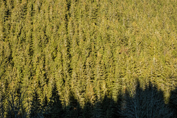 Coniferous forest, Low Tatras mountains, Slovakia