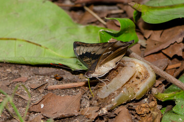 Naklejka premium butterfly drinking juice. fruit in the garden.