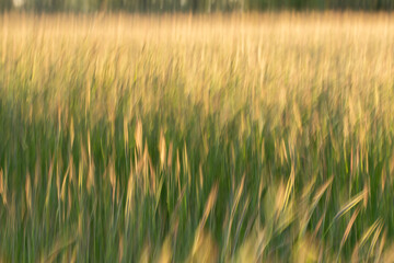 Motion blur grainfield at sunset with the sun behind it