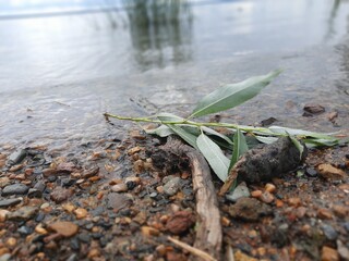 Leaf on the ground near the river