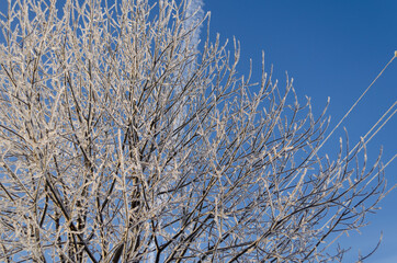 frosty tree branches and electrical wires