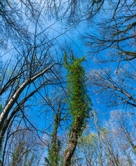 Spending time in forest, Nature therapy, therapeutic forest, Sant Cristòfol de les Fonts village, La Garrotxa region, La Garrotxa Natural Park, Girona Province, Catalonia, Spain