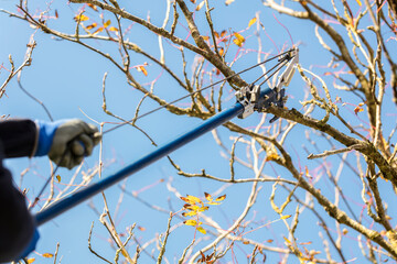 Gardener using telescopic pruning shears for garden maintenance