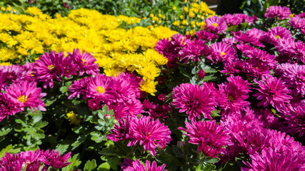 yellow and pink flowers in full bloom