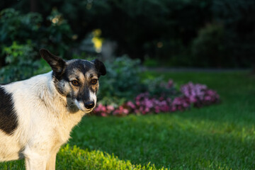 Black and white dog on the background of nature. Funny cute looking straight at the camera. Portrait on a blurry background of the Park. A street dog with one ear up. The concept of love for animals.