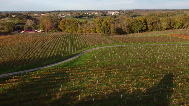 Aerial view bordeaux vineyard in autumn, landscape vineyard south west of france, europe 