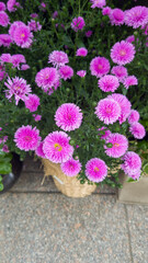 purple flowers in full bloom