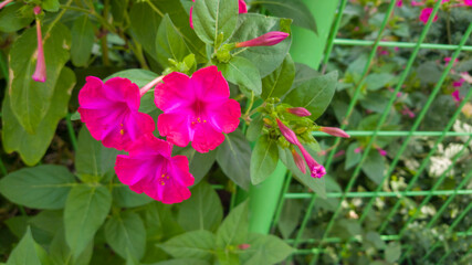 Lovely pink flowers in full bloom