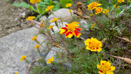 yellow flowers in full bloom