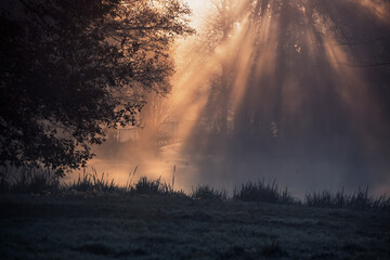 Mglisty poranek w parku. Promienie wschodzącego słońca we mgle - obrazy, fototapety, plakaty
