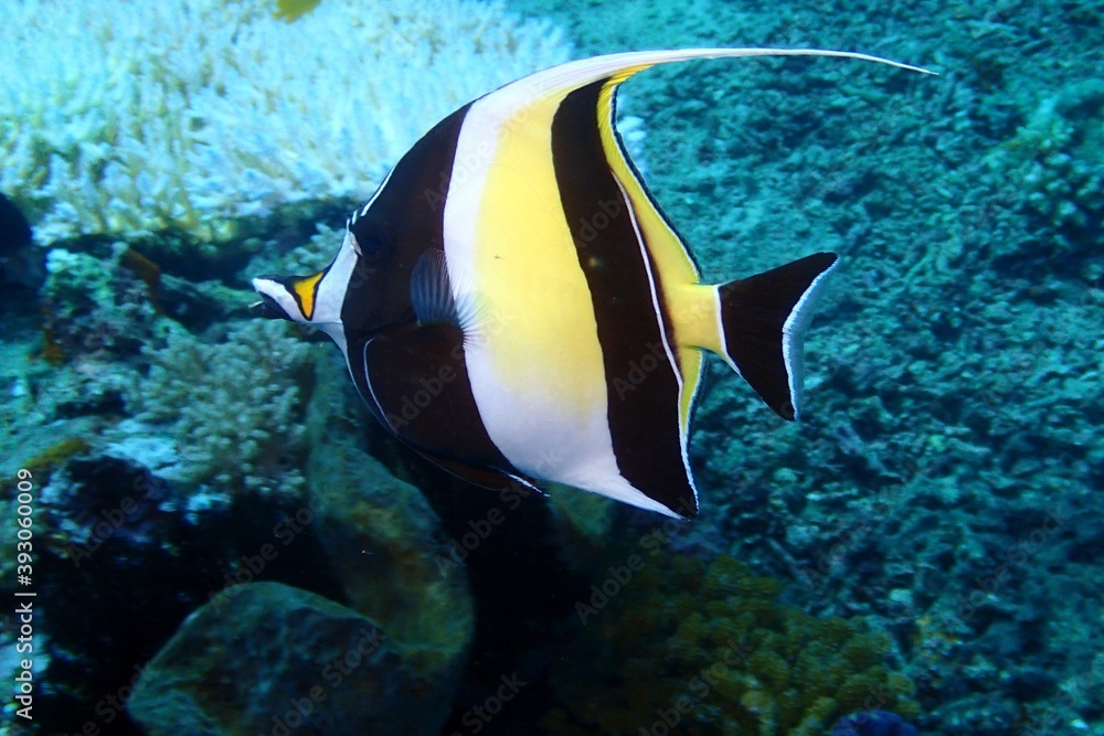 Wall mural Moorish idol